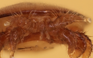 Varroamilbe (Varroa destructor)  - Gnathosoma